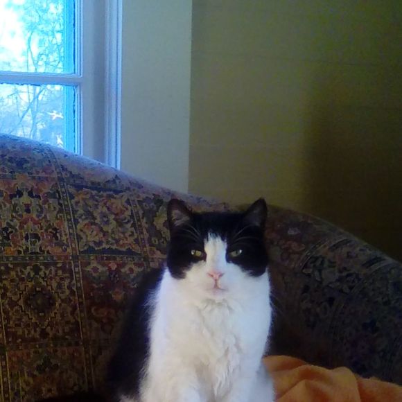 Meet your Posher, John - Picture 1 of 1